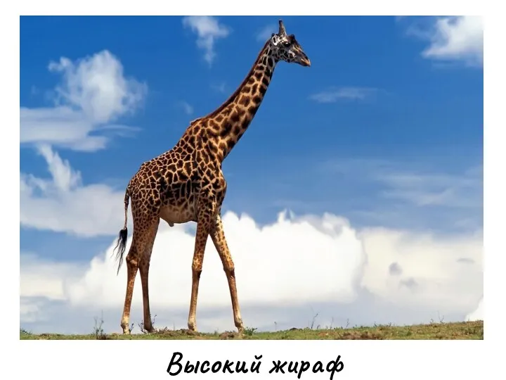 Высокий жираф