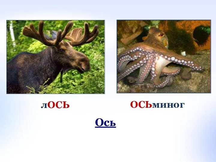 ОСЬминог лОСЬ Ось