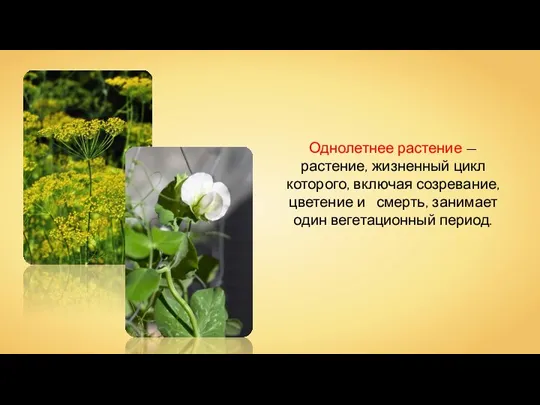 Однолетнее растение — растение, жизненный цикл которого, включая созревание, цветение и смерть, занимает один вегетационный период.