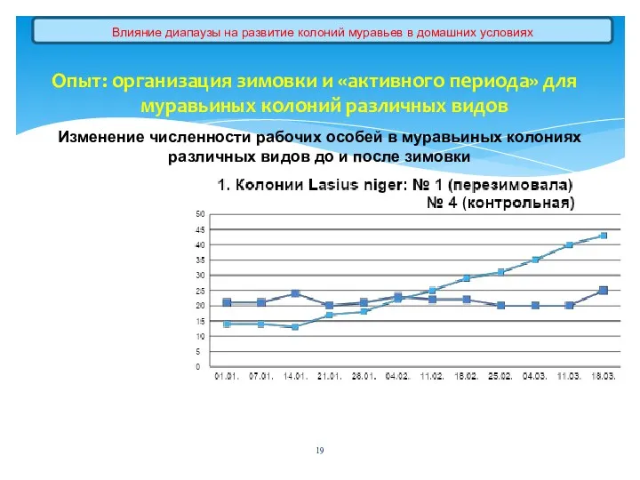 Опыт: организация зимовки и «активного периода» для муравьиных колоний различных