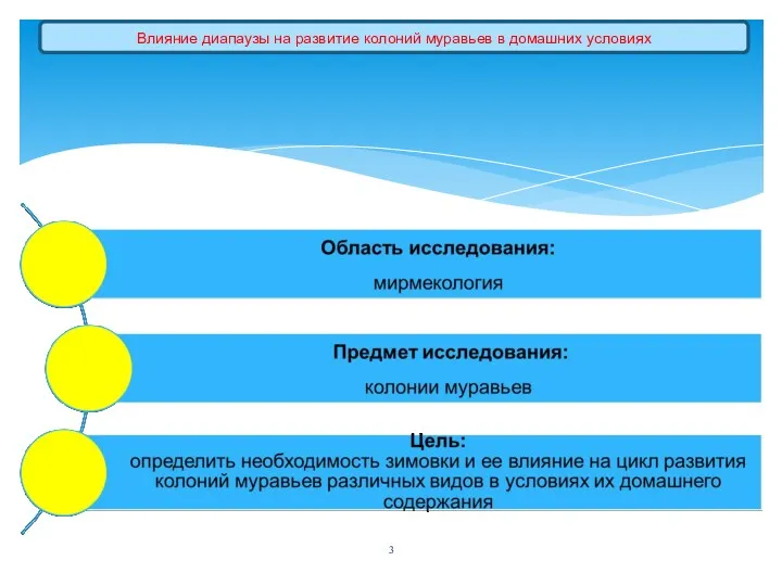 Влияние диапаузы на развитие колоний муравьев в домашних условиях