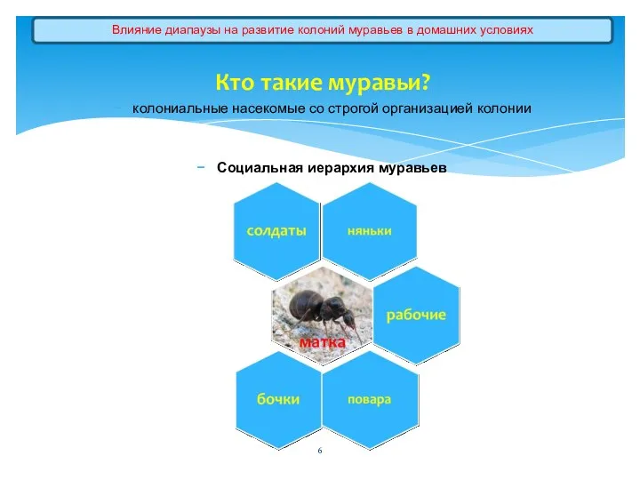 Кто такие муравьи? колониальные насекомые со строгой организацией колонии Социальная