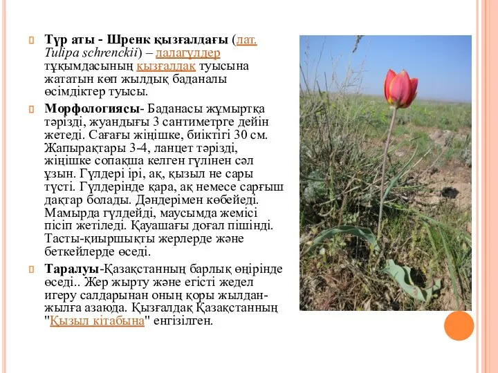 Түр аты - Шренк қызғалдағы (лат. Tulipa schrenckii) – лалагүлдер тұқымдасының қызғалдақ туысына