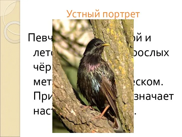 Устный портрет Певчая птица. Весной и летом оперение взрослых чёрное, с ярким металлическим