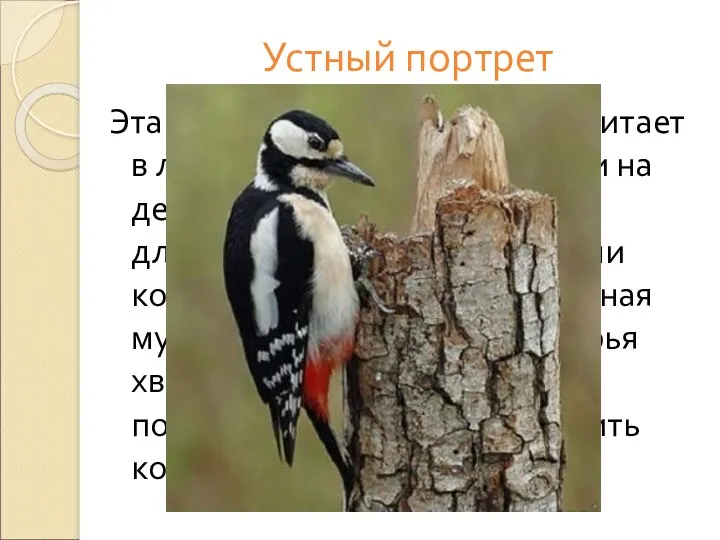 Устный портрет Эта птица преимущественно обитает в лесу, приспособлена к жизни на деревьях.