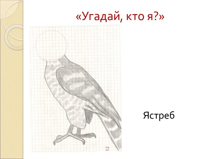 «Угадай, кто я?» Ястреб