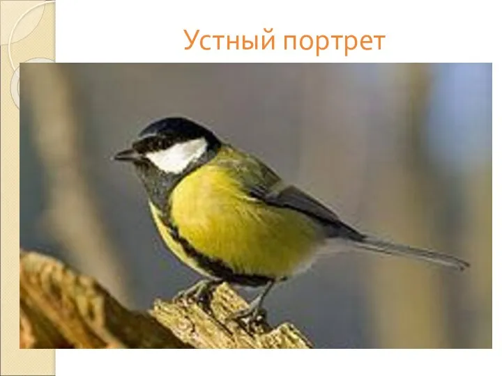 Устный портрет Эта птичка обитает преимущественно в лесах. Зимой часто встречается у жилья.