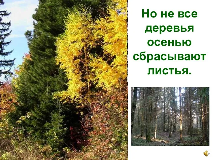 Но не все деревья осенью сбрасывают листья.