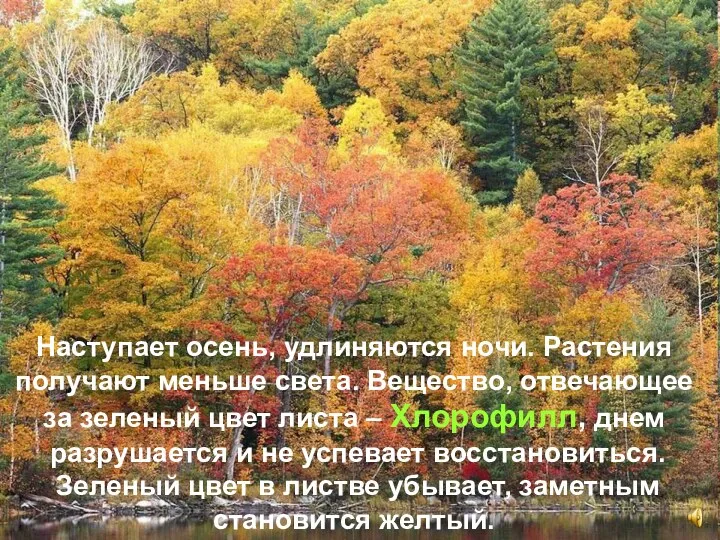 Наступает осень, удлиняются ночи. Растения получают меньше света. Вещество, отвечающее