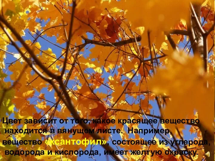 Цвет зависит от того, какое красящее вещество находится в вянущем листе. Например, вещество