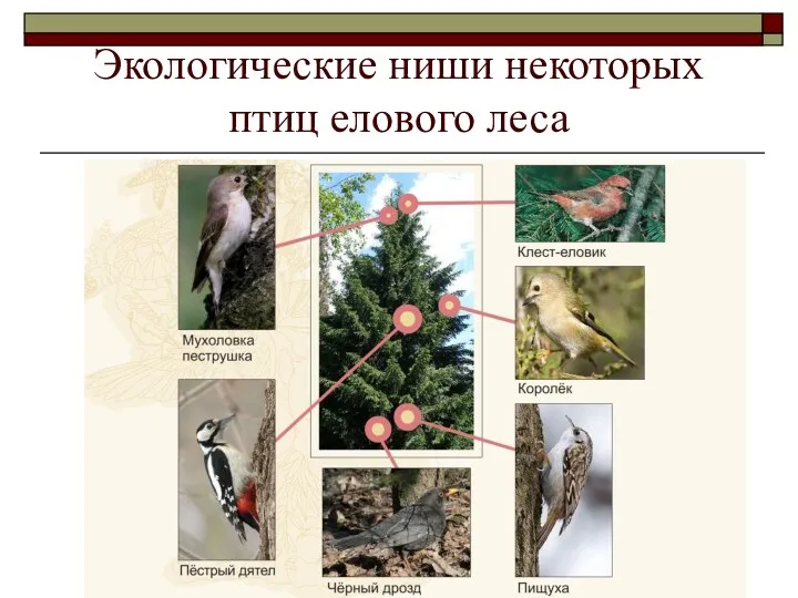 Экологические ниши некоторых птиц елового леса