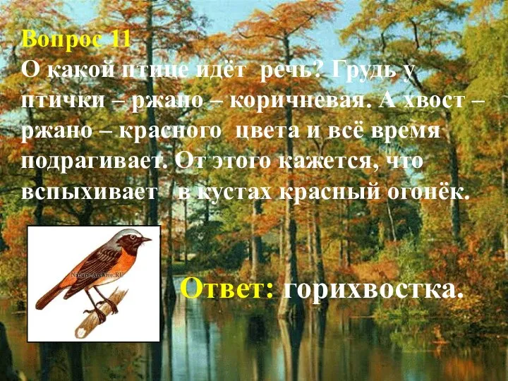 Вопрос 11 О какой птице идёт речь? Грудь у птички – ржано –