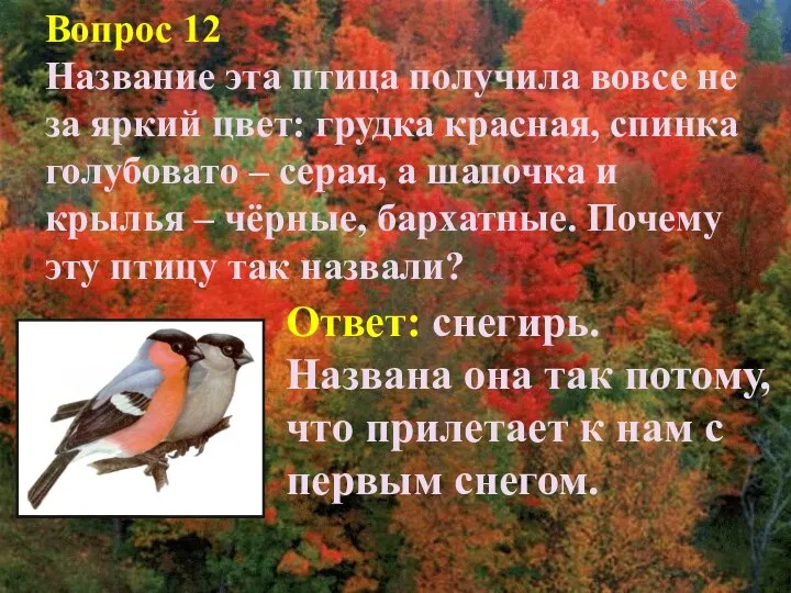 Вопрос 12 Название эта птица получила вовсе не за яркий цвет: грудка красная,