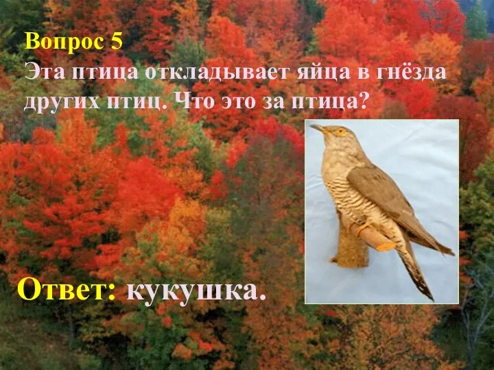 Вопрос 5 Эта птица откладывает яйца в гнёзда других птиц. Что это за птица? Ответ: кукушка.