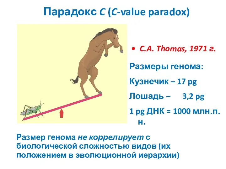 Парадокс C (C-value paradox) Размер генома не коррелирует с биологической