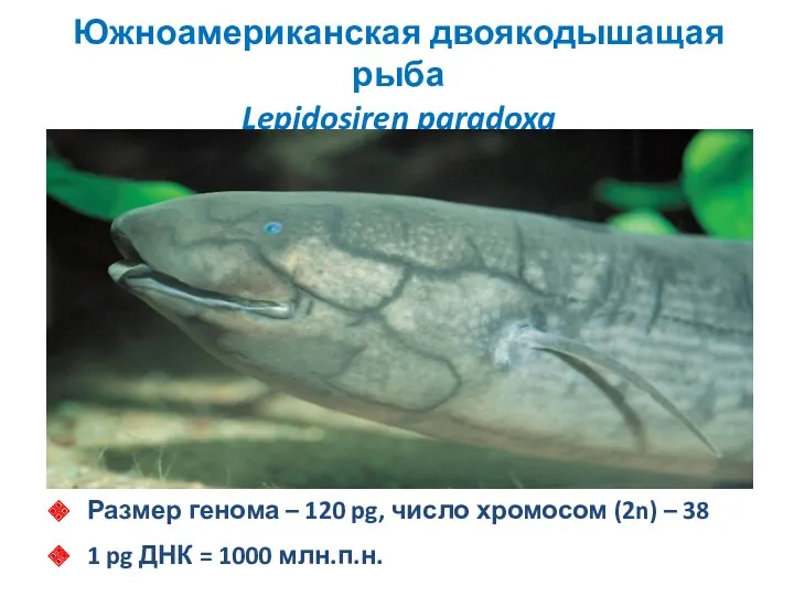 Южноамериканская двоякодышащая рыба Lepidosiren paradoxa Размер генома – 120 pg,