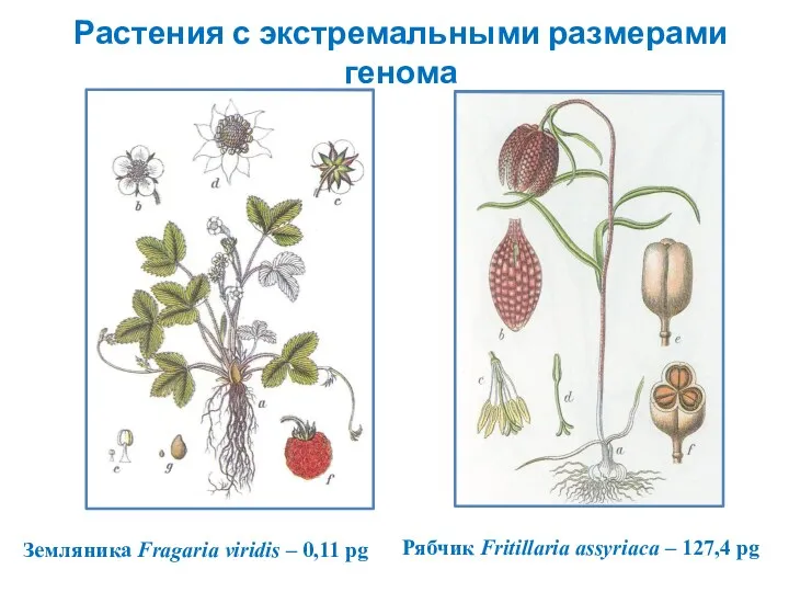 Растения с экстремальными размерами генома Земляника Fragaria viridis – 0,11 pg Рябчик Fritillaria
