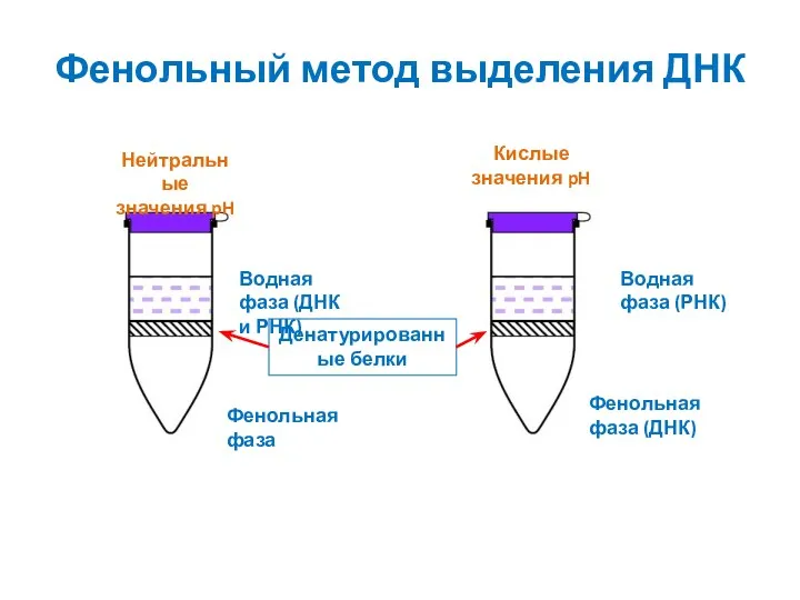 Фенольный метод выделения ДНК Нейтральные значения pH Кислые значения pH Водная фаза (ДНК
