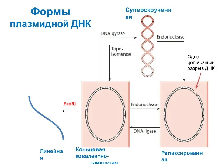 Суперскрученная Кольцевая ковалентно- замкнутая Релаксированная Линейная EcoRI Формы плазмидной ДНК Одно- цепочечный разрыв ДНК