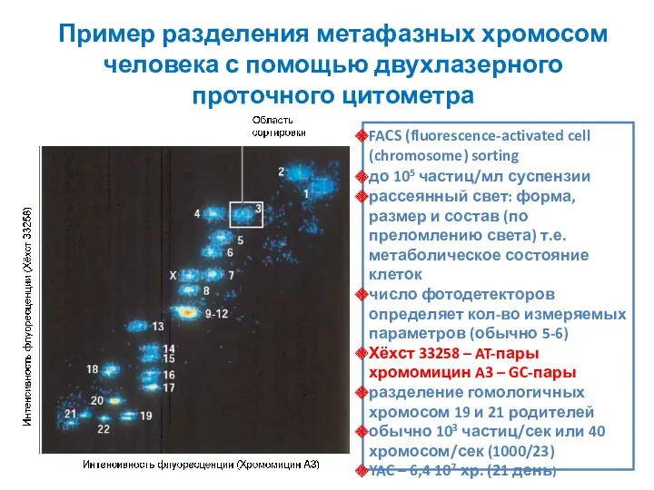 Пример разделения метафазных хромосом человека с помощью двухлазерного проточного цитометра