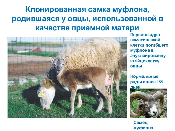 Клонированная самка муфлона, родившаяся у овцы, использованной в качестве приемной матери Перенос ядра