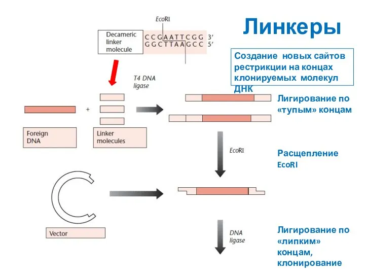 Линкеры Лигирование по «тупым» концам Расщепление EcoRI Лигирование по «липким» концам, клонирование Создание