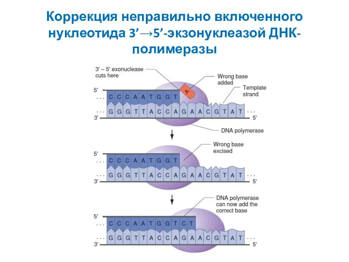 Коррекция неправильно включенного нуклеотида 3’→5’-экзонуклеазой ДНК-полимеразы