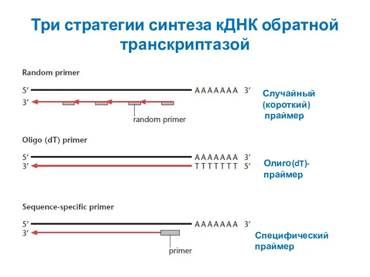 Три стратегии синтеза кДНК обратной транскриптазой Случайный (короткий) праймер Олиго(dT)-праймер Специфический праймер