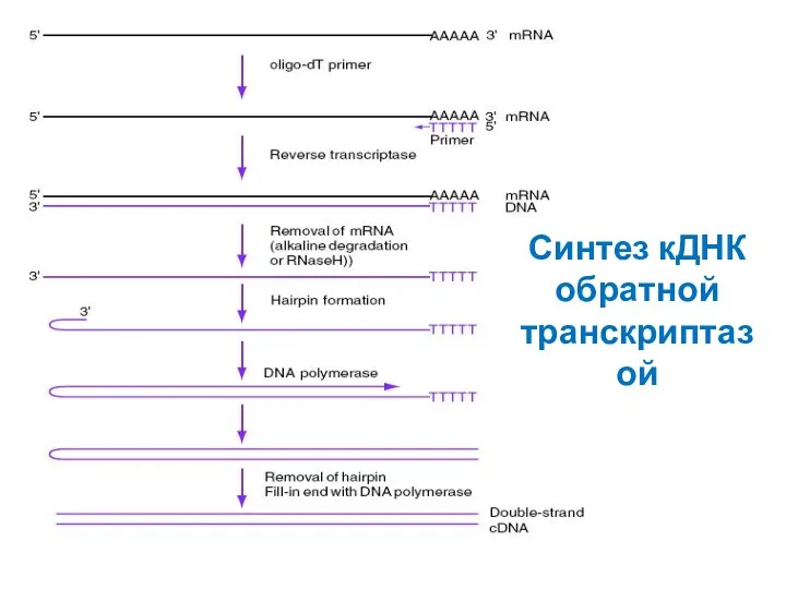 Синтез кДНК обратной транскриптазой