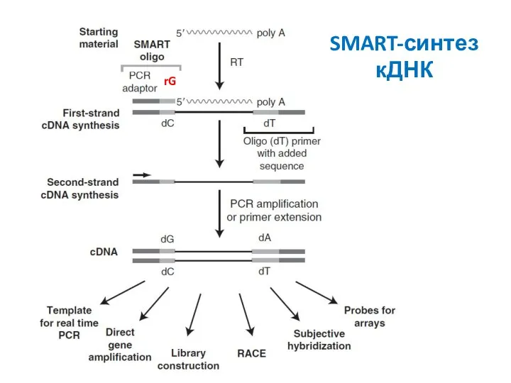 SMART-синтез кДНК rG