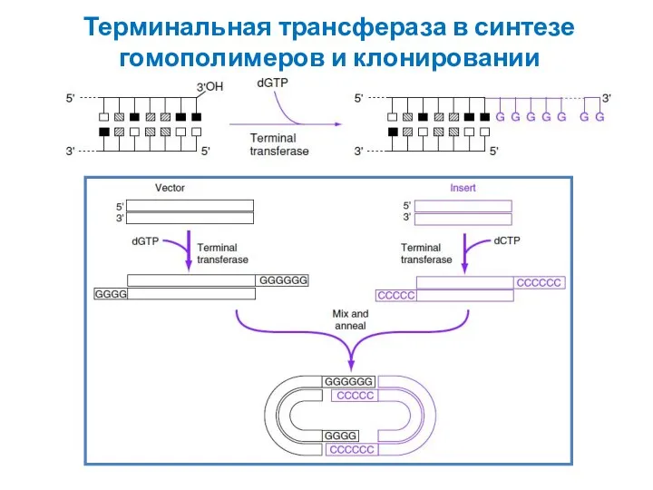 Терминальная трансфераза в синтезе гомополимеров и клонировании