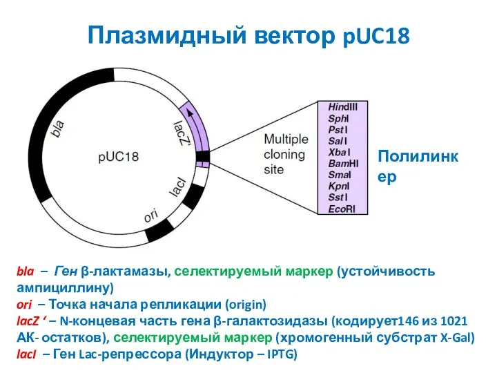 Плазмидный вектор pUC18 bla – Ген β-лактамазы, селектируемый маркер (устойчивость ампициллину) ori –