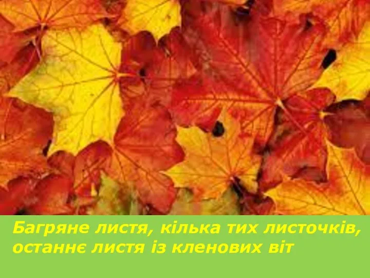 Багряне листя, кілька тих листочків, останнє листя із кленових віт