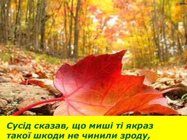 Сусід сказав, що миші ті якраз такої шкоди не чинили зроду,