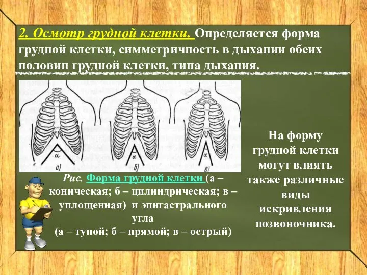 2. Осмотр грудной клетки. Определяется форма грудной клетки, симметричность в