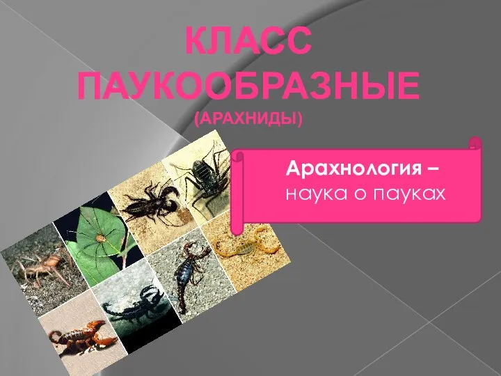 Арахнология – наука о пауках КЛАСС ПАУКООБРАЗНЫЕ (АРАХНИДЫ)