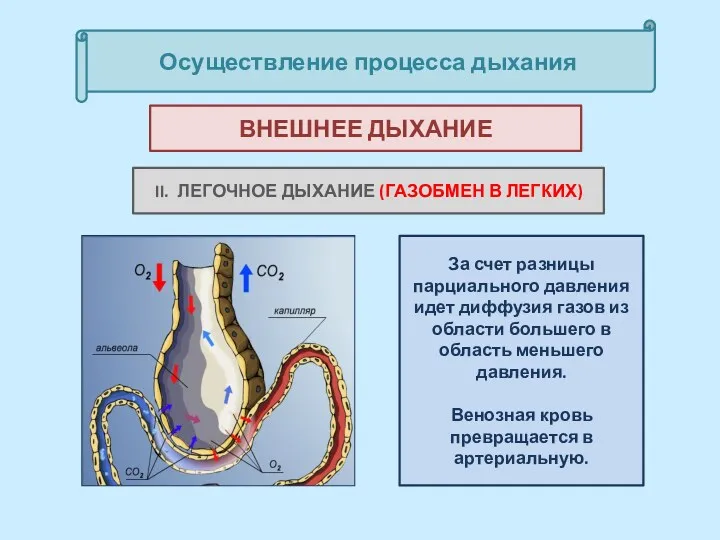 Осуществление процесса дыхания II. ЛЕГОЧНОЕ ДЫХАНИЕ (ГАЗОБМЕН В ЛЕГКИХ) ВНЕШНЕЕ