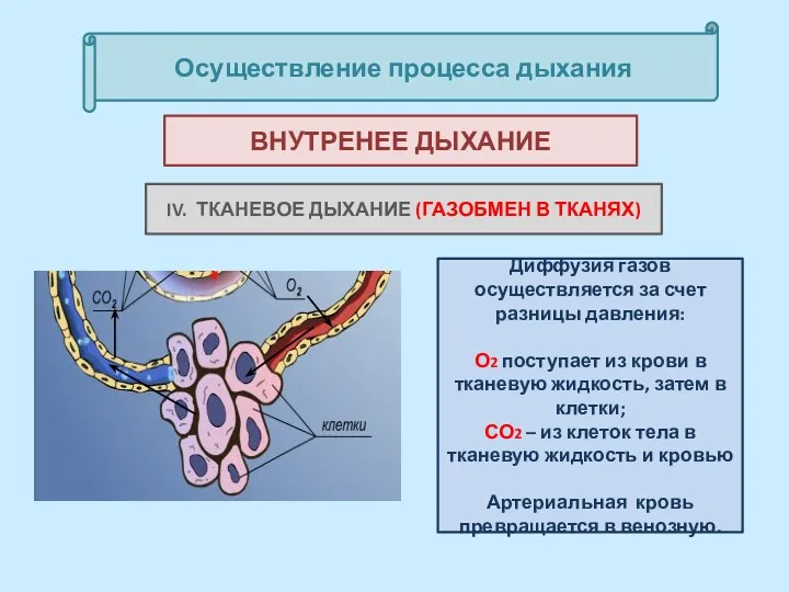 Осуществление процесса дыхания IV. ТКАНЕВОЕ ДЫХАНИЕ (ГАЗОБМЕН В ТКАНЯХ) ВНУТРЕНЕЕ