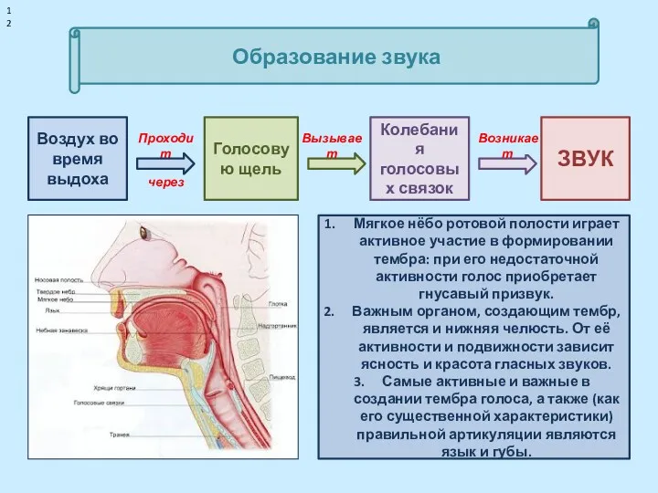 через Проходит Вызывает Образование звука Воздух во время выдоха Мягкое