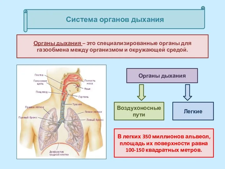 Система органов дыхания Органы дыхания – это специализированные органы для