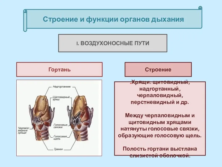 Строение и функции органов дыхания I. ВОЗДУХОНОСНЫЕ ПУТИ Гортань .Хрящи: