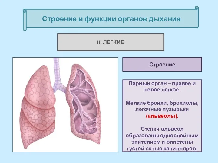 Строение и функции органов дыхания II. ЛЕГКИЕ Парный орган –