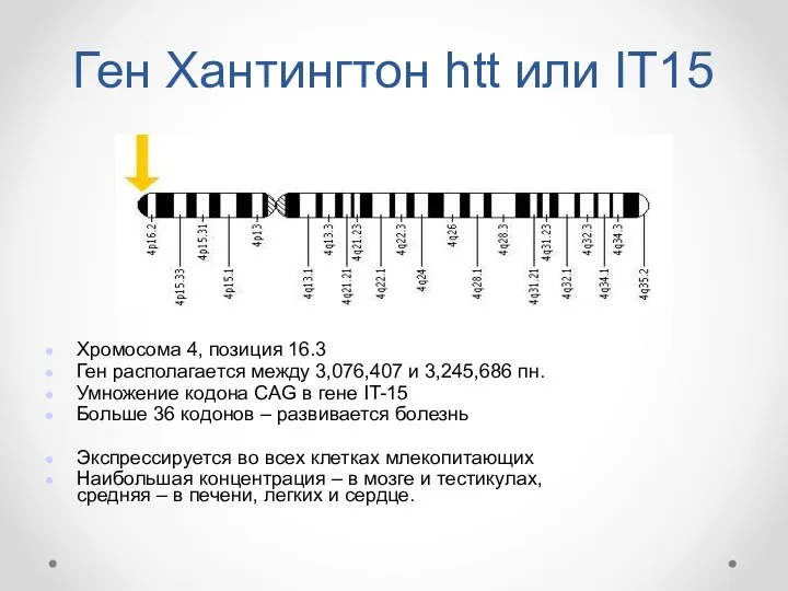 Ген Хантингтон htt или IT15 Хромосома 4, позиция 16.3 Ген