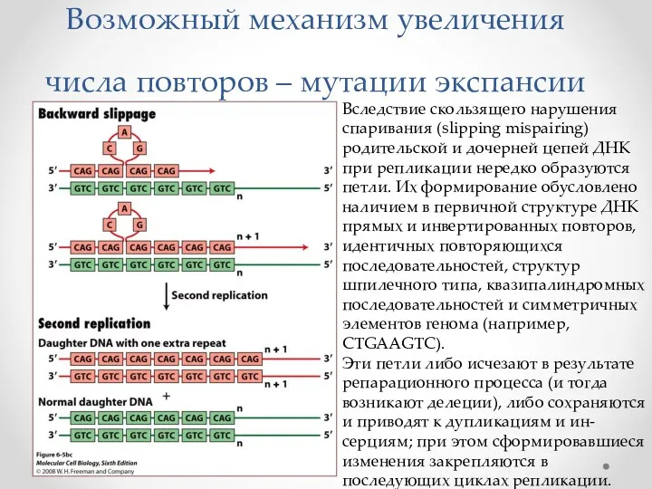 Возможный механизм увеличения числа повторов – мутации экспансии Вследствие скользящего