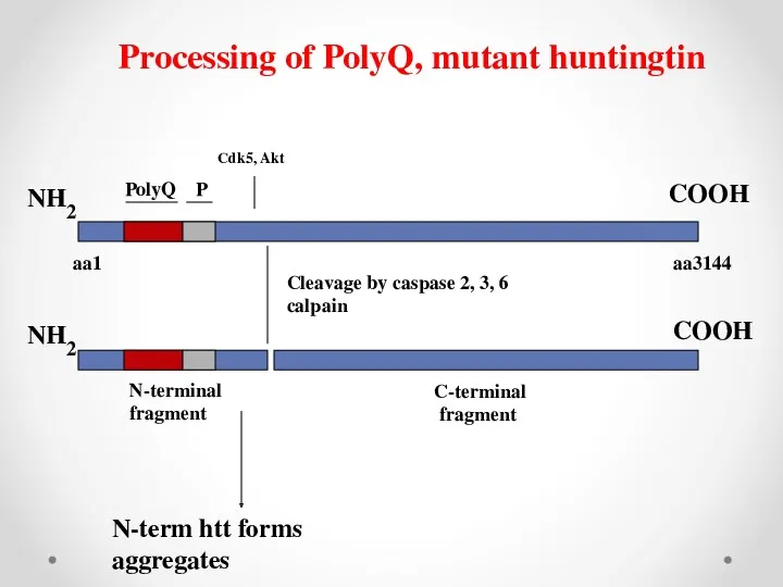 NH2 aa3144 PolyQ P aa1 Cleavage by caspase 2, 3,