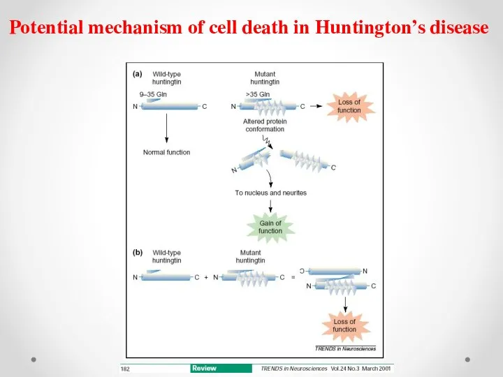 Potential mechanism of cell death in Huntington’s disease