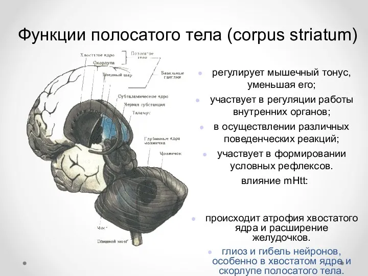 Функции полосатого тела (corpus striatum) регулирует мышечный тонус, уменьшая его;