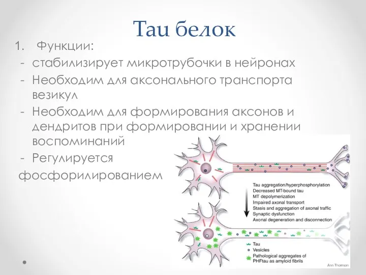 Tau белок Функции: стабилизирует микротрубочки в нейронах Необходим для аксонального