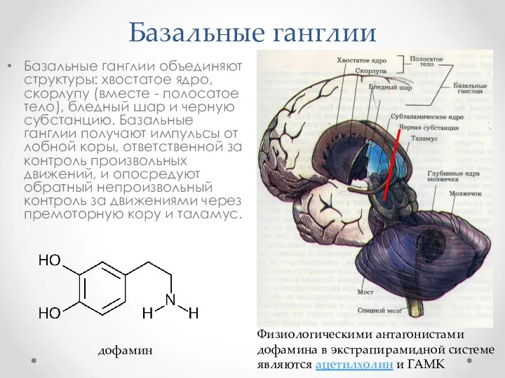 Базальные ганглии Базальные ганглии объединяют структуры: хвостатое ядро, скорлупу (вместе