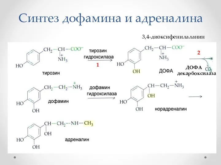 Синтез дофамина и адреналина 1 ДОФА декарбоксилаза 2 3,4-диоксифенилаланин